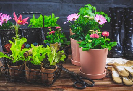 Foto de Springtime - plating and gardening concept, seedlings, plant and flowerpots - Imagen libre de derechos
