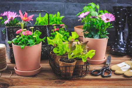 Téléchargez les photos : Printemps - concept de placage et de jardinage, semis, pots de plantes et de fleurs - en image libre de droit