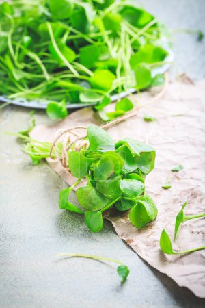 Téléchargez les photos : Purslane d'hiver - laitue indienne, légumes verts sains pour les salades crues et la cuisine. Claytonia perfoliata - en image libre de droit