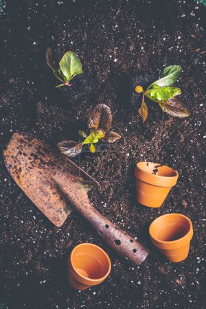 Téléchargez les photos : Semis de treillis préparés pour la plantation dans un sol fertile. Concept de jardinage, autosuffisance - en image libre de droit