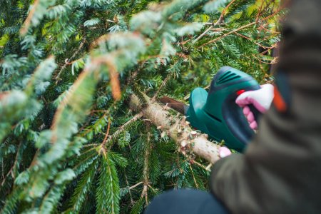 Photo for Gardening  work in autumn and winter. Teenager is sawing old Christmas tree with electric saw and cutting branches . - Royalty Free Image