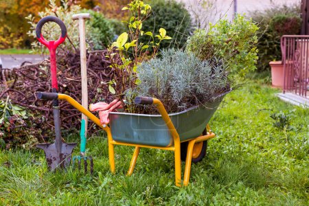 Foto de Carro de jardín de metal lleno de plantas, lavanda para plantar con herramienta de jardín - Imagen libre de derechos