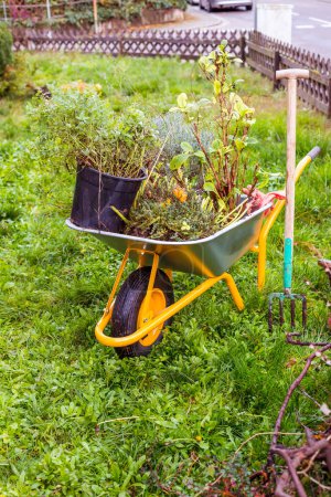 Foto de Carro de jardín de metal lleno de plantas, lavanda para plantar con herramienta de jardín - Imagen libre de derechos