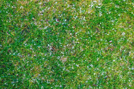 Téléchargez les photos : Grêlons blancs sur herbe verte. Douche de grêle sur l'herbe dans le jardin de printemps. - en image libre de droit