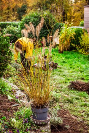 Photo for Spring gardening - Ornamental grasses in flowerpot for transplanting into composted soil - Royalty Free Image