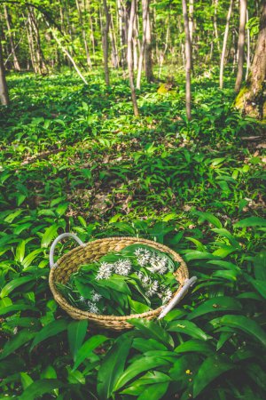 Photo for Freshly picked wild garlic, ramson (allium ursinum) in a basket in forest. - Royalty Free Image