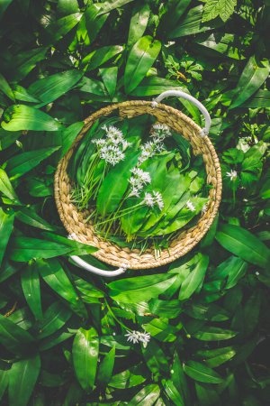 Téléchargez les photos : Ail sauvage fraîchement cueilli, ramson (allium ursinum) dans un panier en forêt. - en image libre de droit
