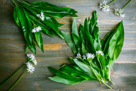 Photo for Freshly picked Ramson or wild garlic on kitchen table - Royalty Free Image
