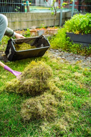 Téléchargez les photos : Entretien de la pelouse verticut, chaume l'herbe, aérer et scarifier la pelouse dans le jardin. Améliorer la qualité de la pelouse en enlevant l'herbe et la mousse anciennes - en image libre de droit