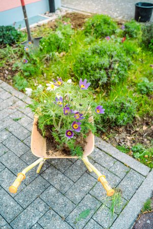 Téléchargez les photos : Transplantation de nouvelles plantes dans le sol, jardinage devant la cour, faire des tâches de jardinage - en image libre de droit
