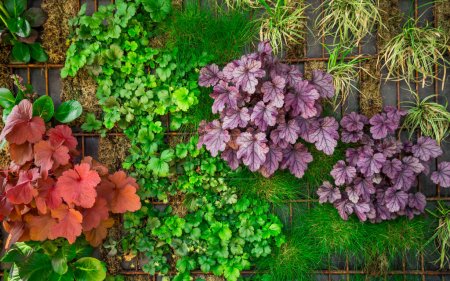 Téléchargez les photos : Décoration verticale artificielle de jardin vert sur le mur. Jardinage vertical. - en image libre de droit