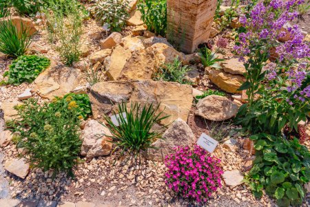 Photo for Beautiful landscaped natural garden with plants, succulents, rocks and stones. - Royalty Free Image