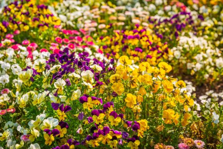 Foto de Vista panorámica de los macizos de flores de colores y césped de hierba en el día soleado - Imagen libre de derechos