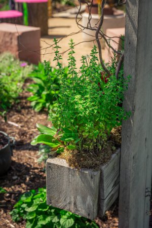 Photo for Oregano in wooden pot in a herb garden - Royalty Free Image