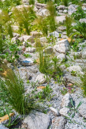 Téléchargez les photos : Herbes ornementales en rocaille, concept de jardin de roche - en image libre de droit