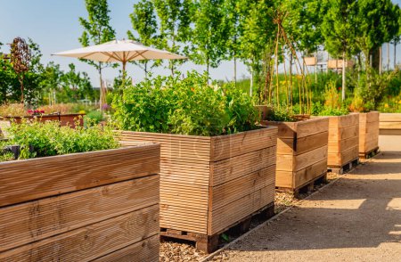 Photo for Vegetable garden with wooden raised beds for herbs, fruits and vegetables - Royalty Free Image