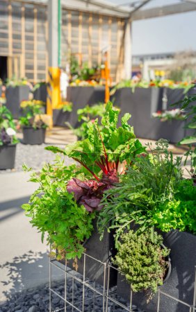Foto de Cultivar verduras y hierbas en macetas grandes plantadas en patio o terraza - Imagen libre de derechos