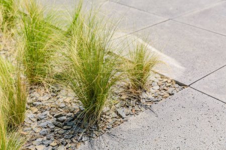 Foto de Detalle de hierbas ornamentales en pequeño jardín urbano, patio o terraza - Imagen libre de derechos