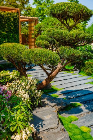 Photo for Conifer and slate path with bark mulch and native plants in Japanese garden. Landscaping and gardening concept. - Royalty Free Image