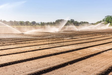 Téléchargez les photos : Système d'irrigation sur un grand champ agricole - en image libre de droit