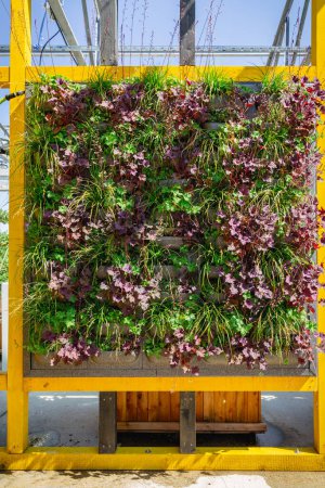 Foto de Decoración vertical de jardín verde en la pared. Jardinería vertical. - Imagen libre de derechos