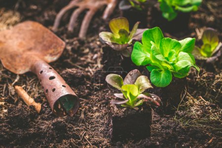 Téléchargez les photos : Concept de potager - plantation de plantules de laitue avec petite pelle sur un sol de compost sombre et fertile. - en image libre de droit