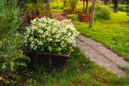 Téléchargez les photos : Fleurs et plantes dans un pot avec petit chemin - en image libre de droit