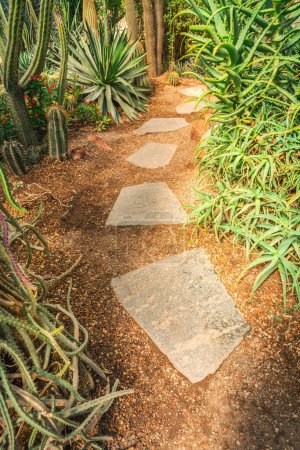 Photo for Cactus garden with stone path and aloe vera - cactus diversity, stone garden - Royalty Free Image