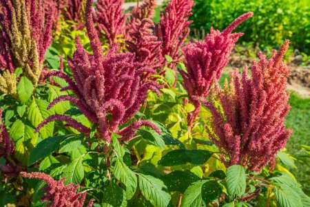 Blooming  Indian red amaranth plant growing in summer garden. Leaf vegetable, cereal and ornamental plant, source of proteins and amino acids, glutenfree