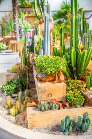 Foto de Varios cactus y suculentas, plantas de interior macetas en una maceta decorativa en una tienda. Cactus y suculento concepto de disposición del jardín - Imagen libre de derechos
