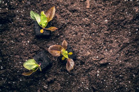 Foto de Plantar plántulas de lechuga en suelo fértil. Nueva vida, eco, concepto de vida sostenible - Imagen libre de derechos