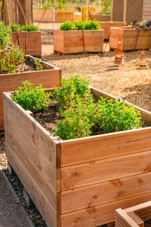 Foto de Jardín vegetal con camas elevadas de madera para hierbas, frutas y verduras - Imagen libre de derechos
