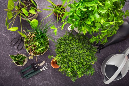 Photo for Transplanting plants and herbs, home gardening concept. Assortment of house plants and herbs with gardening tools. - Royalty Free Image
