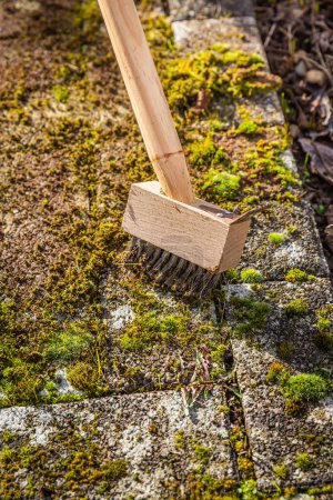 Photo for Removing and scratching moss out of paving stones, cleaning terrace and patio - Royalty Free Image