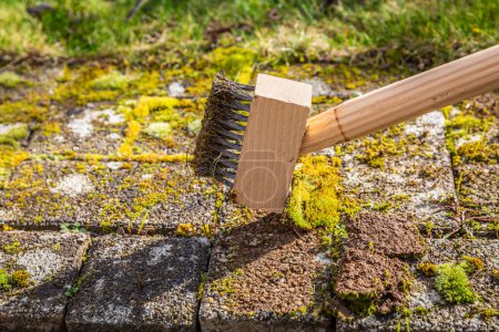 Photo for Removing and scratching moss out of paving stones, cleaning terrace and patio - Royalty Free Image