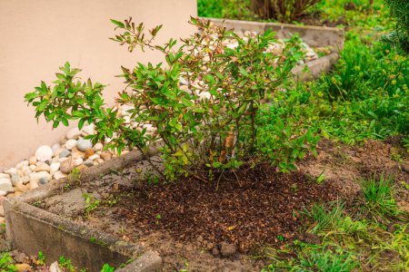Téléchargez les photos : Arbuste de bleuets (Vaccinium corymbosum) avec paillis d'écorce, travaux de jardin, jardinage - en image libre de droit