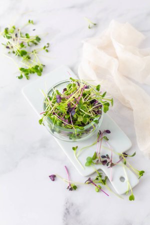 Photo for Fresh radish and arugula microgreens. Vegan and healthy eating concept, micro herbs, organic superfood - Royalty Free Image