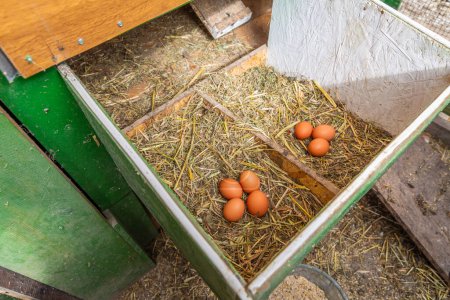 Photo for Organic raw chicken eggs in a nest at chicken coop, local farm, henhouse - Royalty Free Image