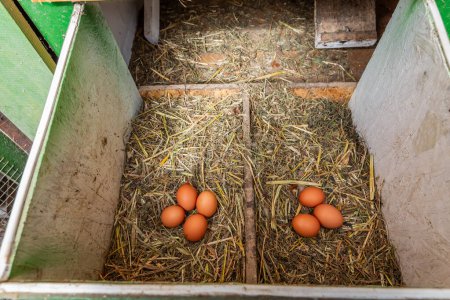 Photo for Organic raw chicken eggs in a nest at chicken coop, local farm, henhouse - Royalty Free Image