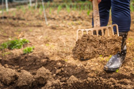 Téléchargez les photos : Edelrly jardinier creuser de la terre avec une fourche de jardin pour cultiver le sol prêt pour la plantation, jardinage de printemps - en image libre de droit