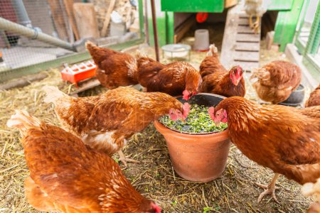 Feeding hens with grains and vegetable and greens. Natural organic farming concept.