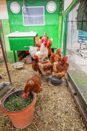 Red chickens on a farm in a coop. Hens in a free range farm house. Chickens walking in the hen house.