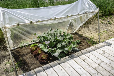 Foto de DIY plastic greenhouse or foil greenhouse for food production for small gardens, cold weather protection - Imagen libre de derechos