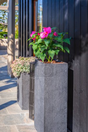 Téléchargez les photos : Pot de fleurs avec plante sanguinolente sur terrasse ou balcon - en image libre de droit