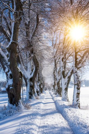 Winterlandschaft mit schneebedeckten Bäumen und Fußweg