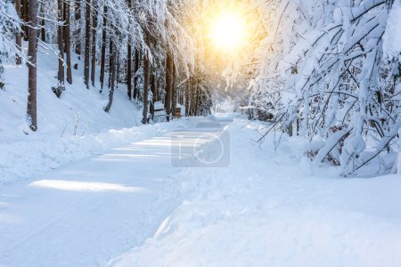 Téléchargez les photos : Petit sentier pédestre à travers l'avenue boisée à la journée froide d'hiver - en image libre de droit