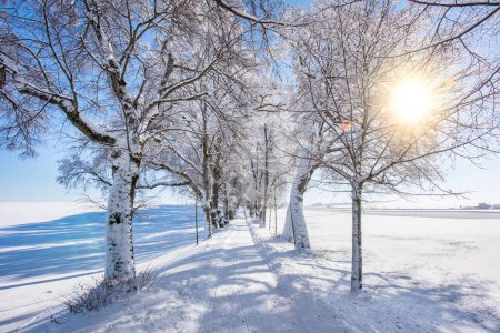 Téléchargez les photos : Petit sentier pédestre en hiver à travers les arbres - en image libre de droit