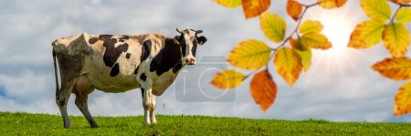 Foto de Hermosa vaca con cuernos en el prado en otoño - Imagen libre de derechos