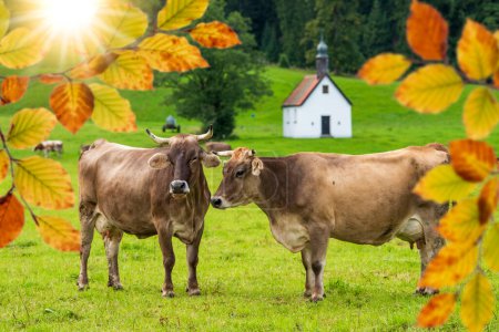 Foto de Hermosas vacas con cuernos en el prado en otoño - Imagen libre de derechos