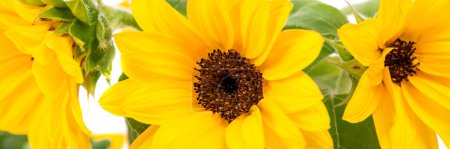 Foto de Beautiful blossoms of sunflowers - Imagen libre de derechos